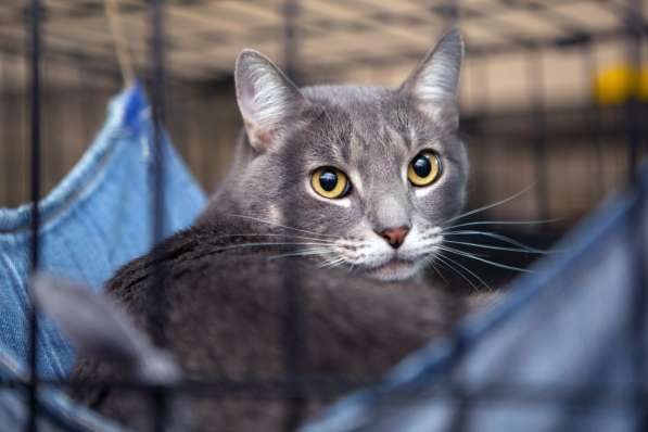 Трогательный Эрик в поисках дома в Москве фото 3