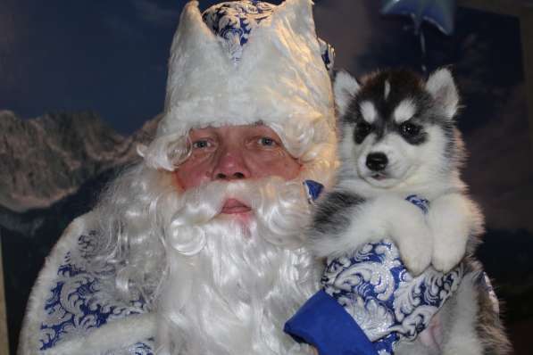 Щенки Сибирский хаски в Санкт-Петербурге фото 10