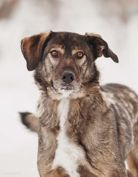 Надёжный Друг Курт ищет семью в Москве фото 8