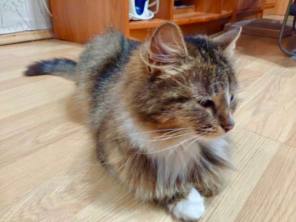 Пушистая молодая кошечка Джина в дар в Москве фото 13