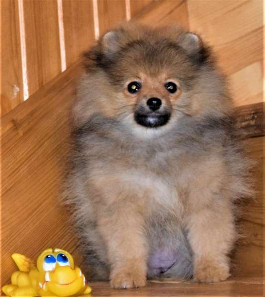 Лапочка в Одинцово фото 6