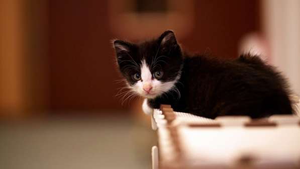 Котята в Ульяновске фото 8