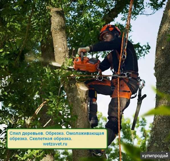Удаление деревьев и расчистка участка в Жуковском в Жуковском фото 3