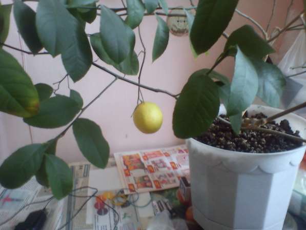 Лимоны плодоносящие в Екатеринбурге фото 8