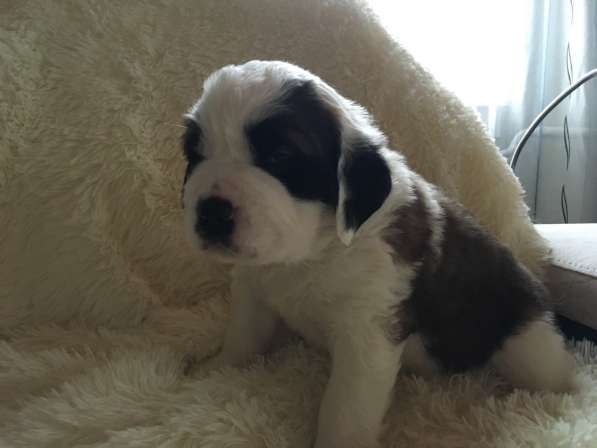 Щенки сенбернара в фото 101