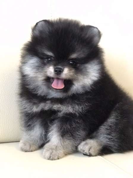 Pomeranian spitz. Black tan girl