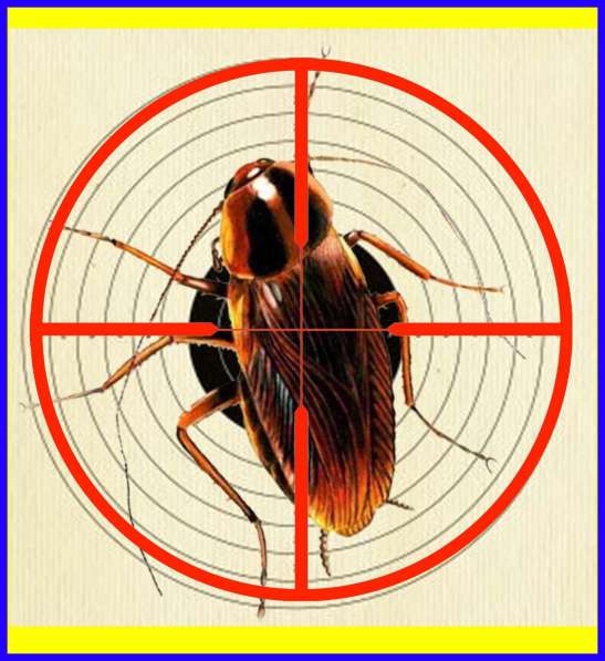 Как избавиться от тараканов услуги - Уничтожение тараканов