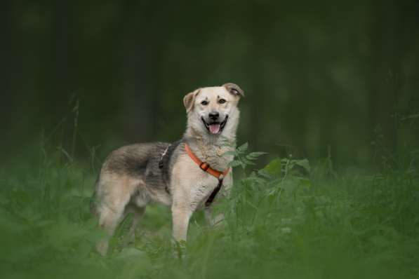 Ищет дом Ромео #ромео_дубоваяроща в Москве фото 38