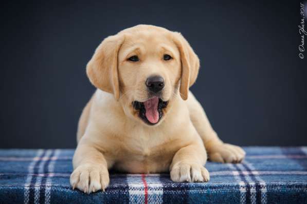 Щенок(девочка) лабрадор ретривер в фото 16