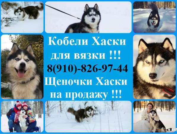Кобели хаски для вязки и щеночки хаски в Мышкине