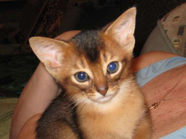 Продажа АБИССИНСКИХ котят в Дмитрове фото 9
