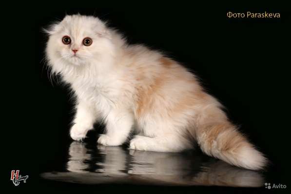 Котенок - счастье в дом в Санкт-Петербурге фото 5