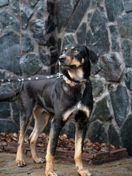 Великолепный Скай, молодой домашний пес в добрые руки в Москве фото 3