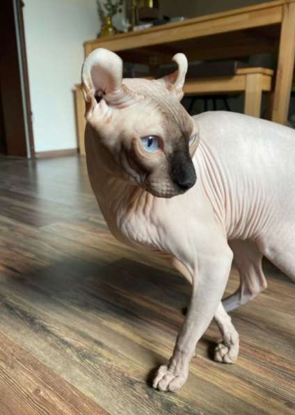 Продаются Котята Сфинкс Эльф в фото 7