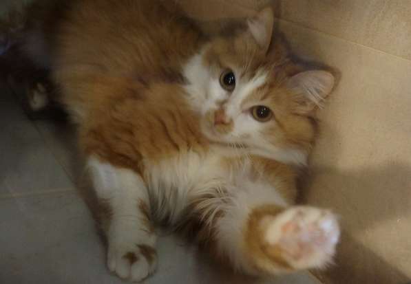 Солнечная кошка Милочка в Москве фото 21