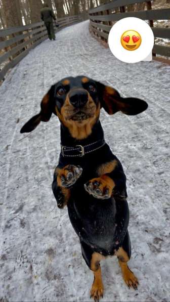 Случка Таксы в Москве фото 3