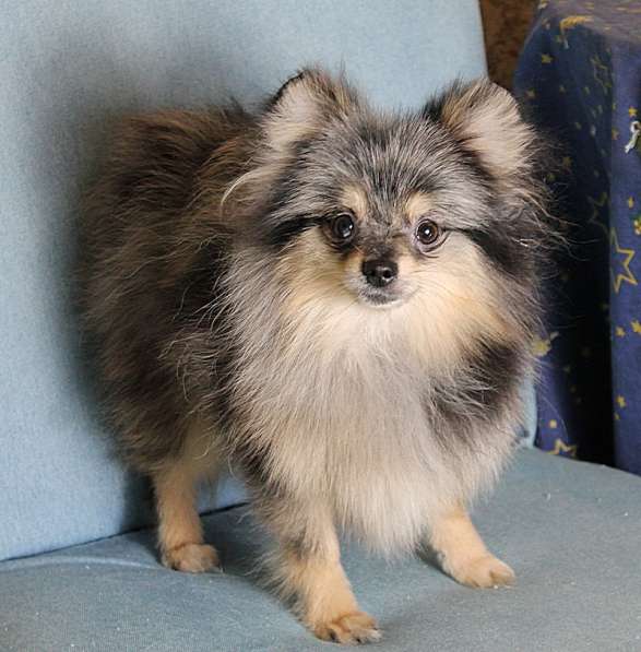 Мальчик медвежонок шпиц в Москве фото 4