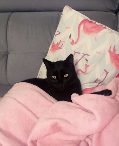 Красивая и спокойная кошка в Симферополе фото 5