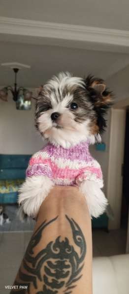 Мини девочка Бивер в фото 3