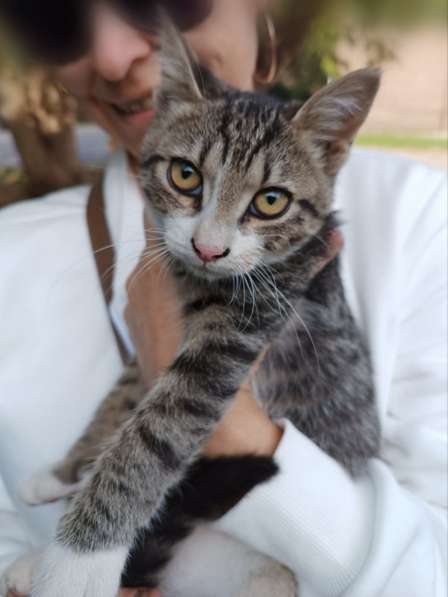 Общительный, любознательный котёнок ищет дом