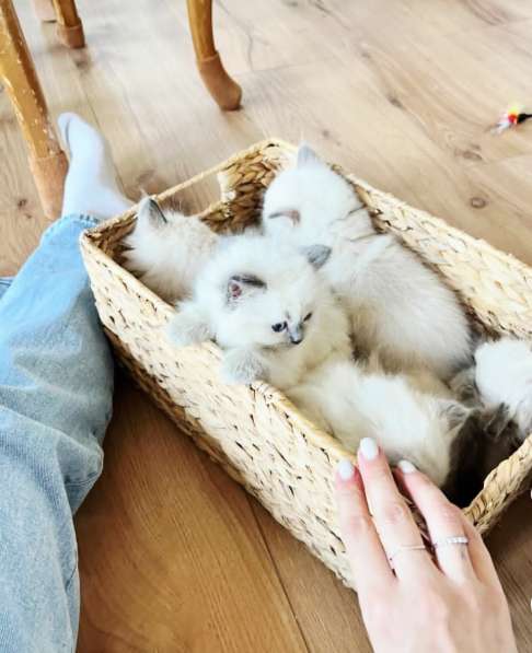 Ласкуши девочки Рэгдолл