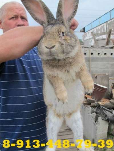 Куплю кроликов в Красноярске