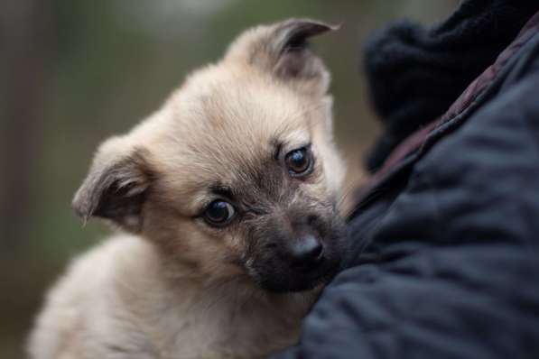 Крохи-щенки — вырастут маленькими в Москве