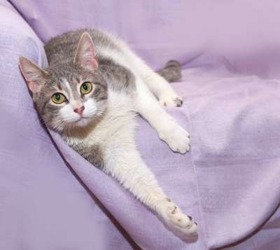 Отдам даром Очаровательная кошечка Элис в Санкт-Петербурге