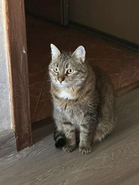 Срочно кошка в дар в 