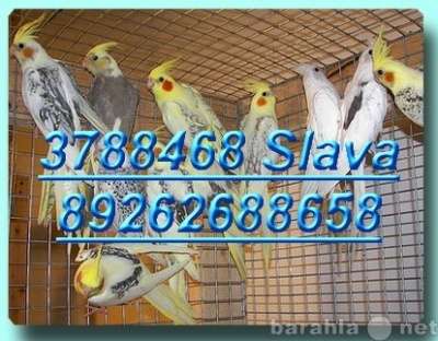 Кореллы продаю птенцы опт, розница