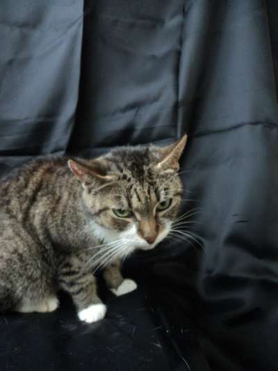 Отдам даром Кошка Кася в Санкт-Петербурге