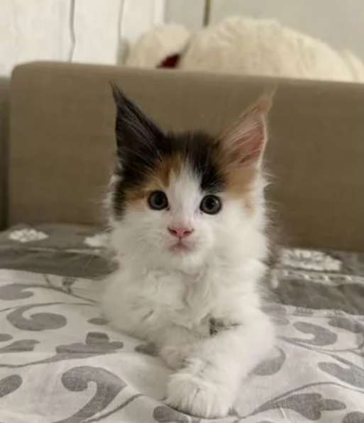 Котенок Мейн-кун