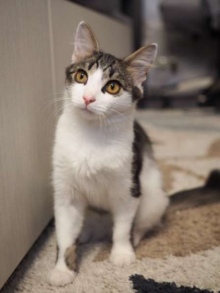 Луис — котёнок-компаньон ищет дом в Москве фото 3