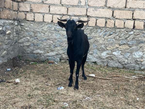 Козы в Баксане фото 4