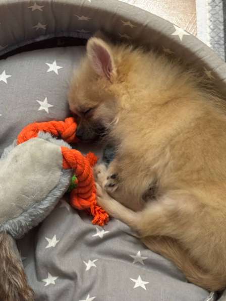 Шпиц в Сыктывкаре