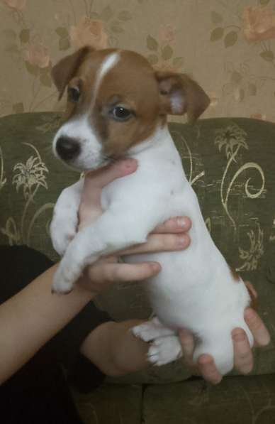 Продам щенков Джек Рассел терьер