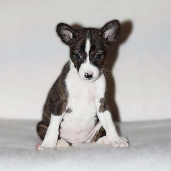 Щенки басенджи