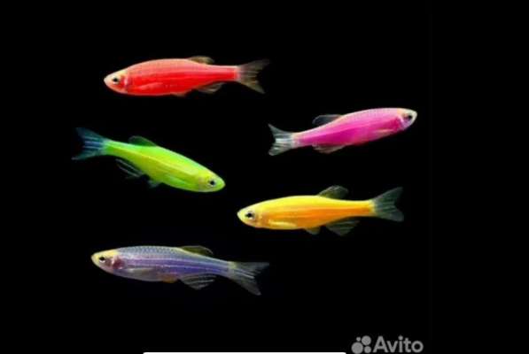 Аквариумные рыбки в Москве фото 8