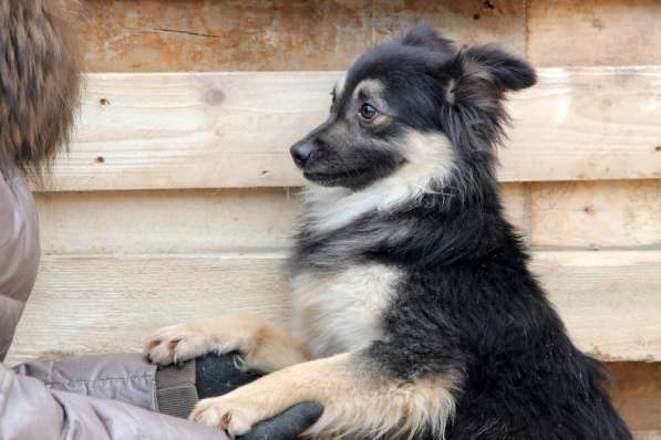 Метис шпица пушистый пёсик Даниэль в дар в Москве фото 7