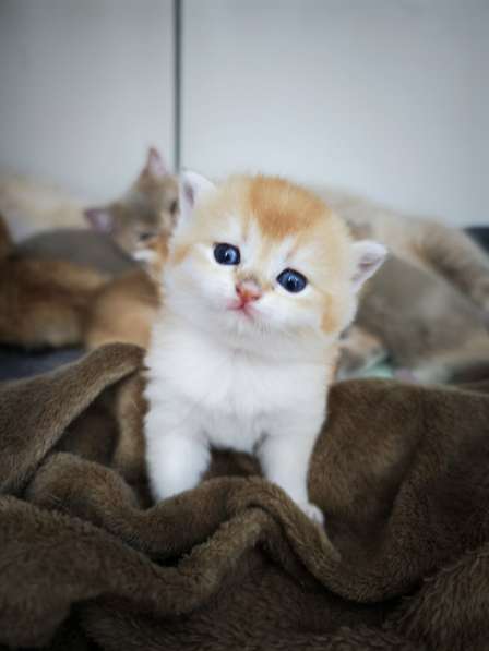 Британские котята в окрасе золотая шиншилла в фото 8