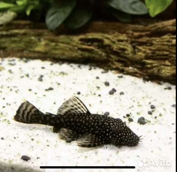 Аквариумные рыбки в Москве