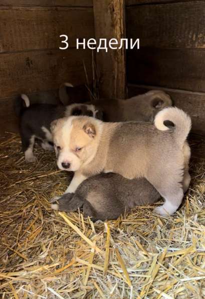 Кавказские волкодавы