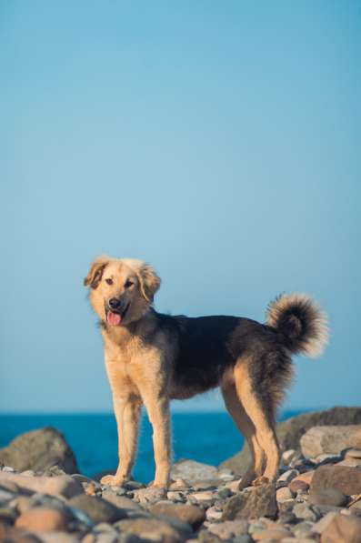 Шапочка ищет дом!!! в Москве фото 4