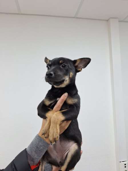 В дар, метис той-терьера в Москве