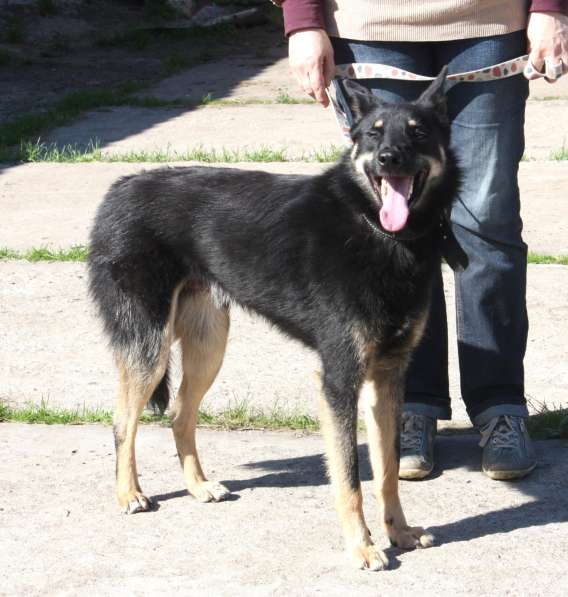 Красавчик Лимончик ищет дом и любимую семью в Москве