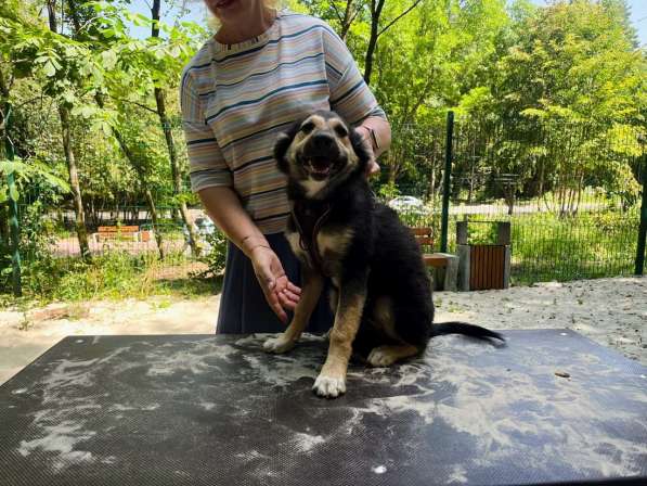 Хорошенький щенок с пушистыми ушками в Санкт-Петербурге фото 10