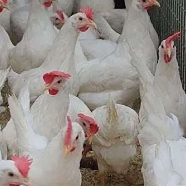 Куры несушки в Целине