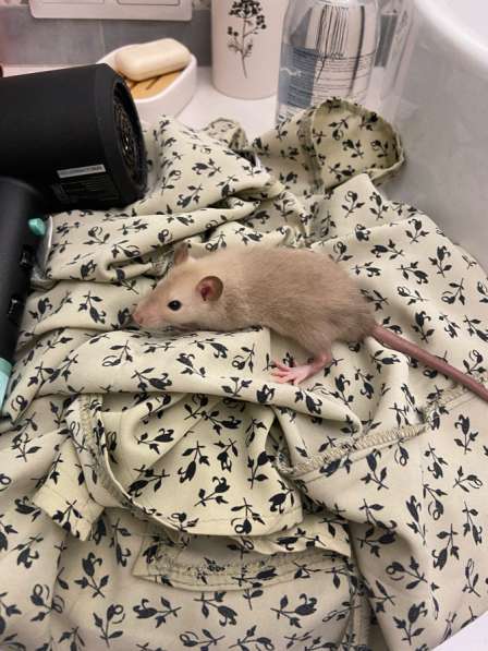 Декоративные крысята