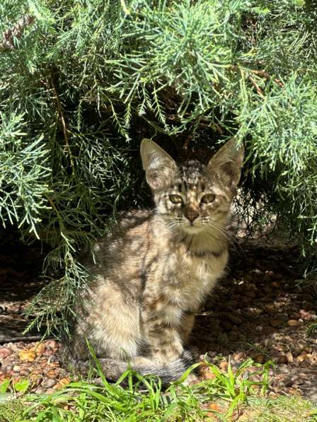 Отдам серенького котенка в добрый руки в Самаре