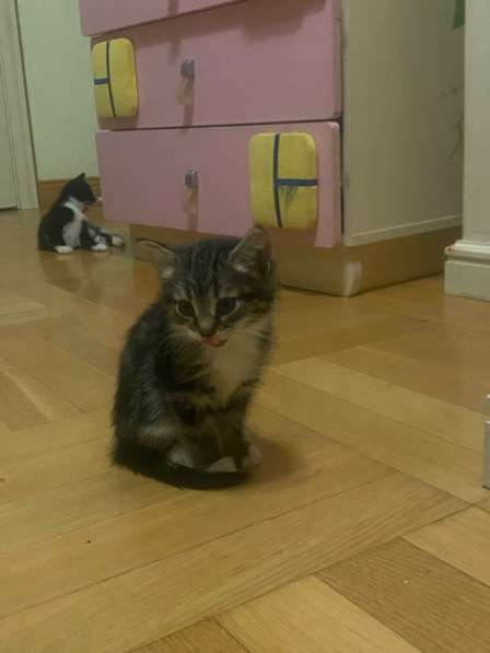 Котята в Москве